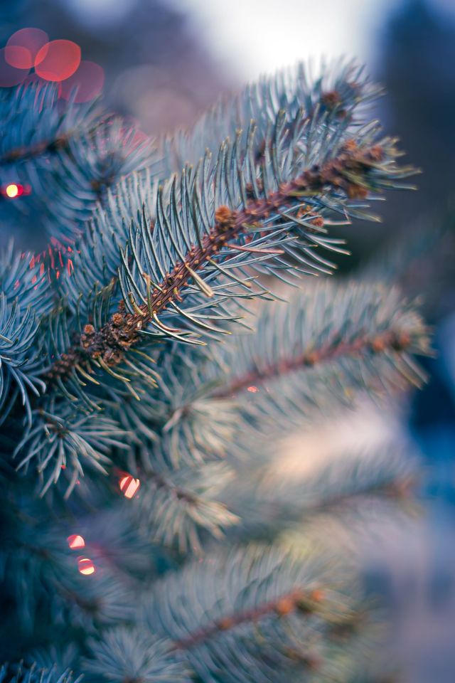 Recyclez votre sapin de Noël : options eco-friendly pour une seconde vie