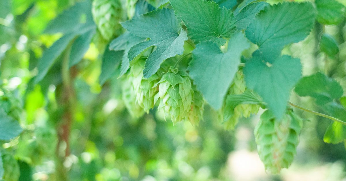 bright green ripe fresh hops