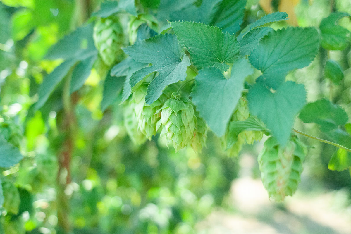 bright green ripe fresh hops