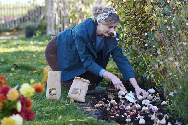 Les bulbes, la clé d'un jardin vivant et fleuri toute l'année