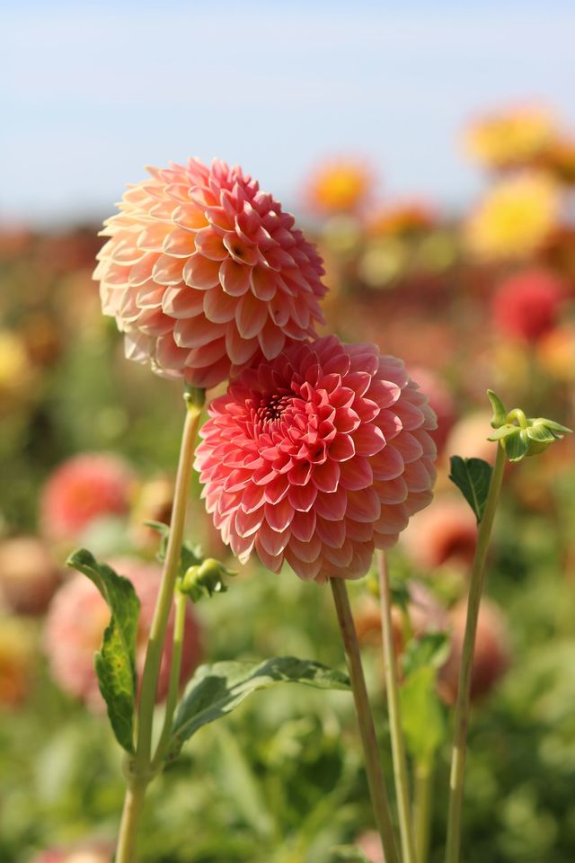 Les bulbes, la clé d'un jardin vivant et fleuri toute l'année