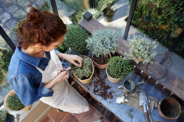 Quelles plantes pour un jardin d'hiver ?