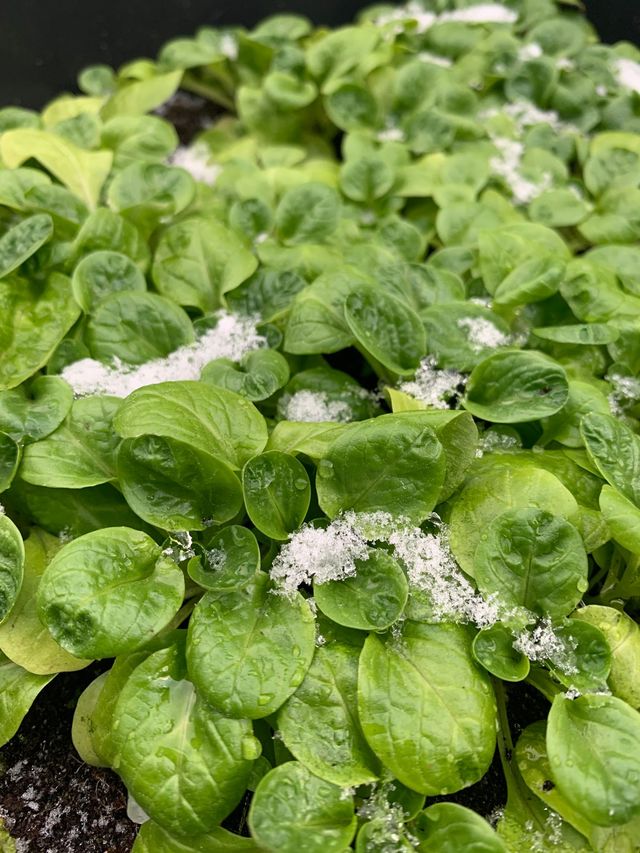 Les épinards plantés en début d'automne en terre ou en jardinière peuvent être récoltés alors que les premiers froids sont installés. L'hiver ne sonne pas nécessairement l'endormissement du potager.