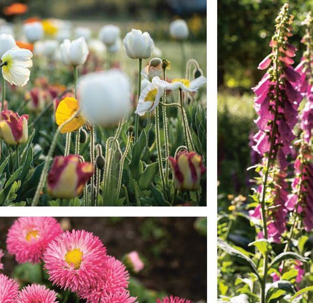 extrait du livre du Jardin des Plantes : Quatre saisons au jardin