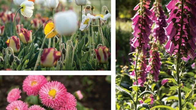 extrait du livre du Jardin des Plantes : Quatre saisons au jardin