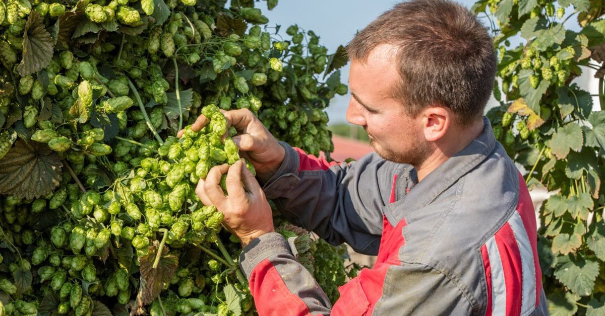 french hop producer in alsace