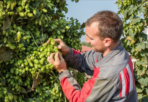 french hop producer in alsace