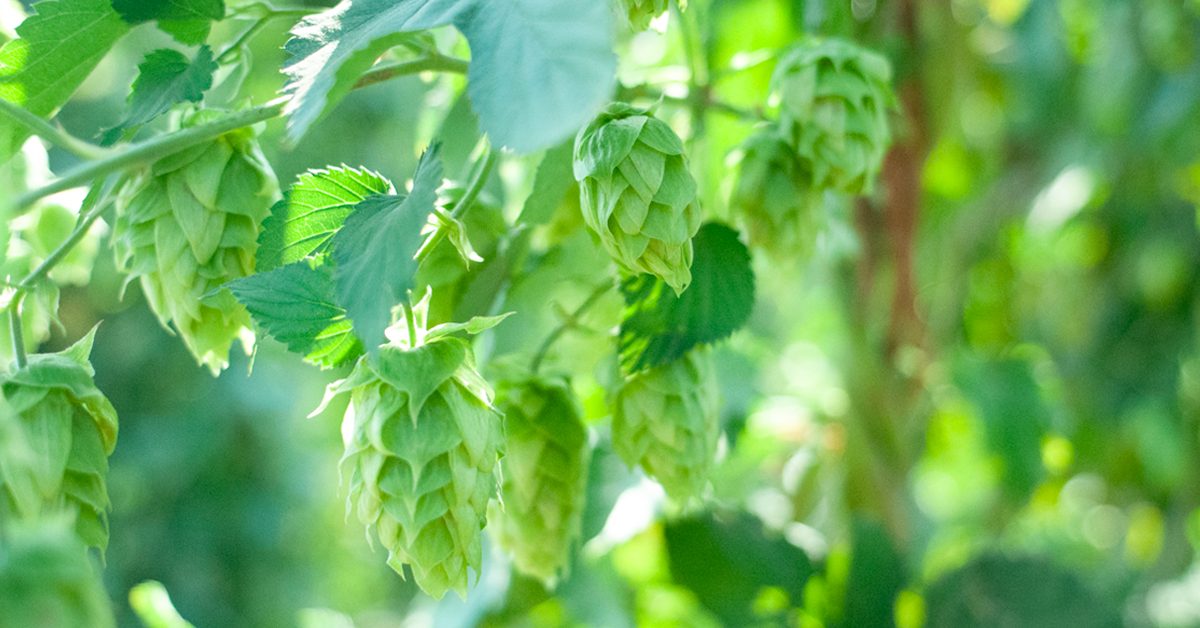 fresh green hops on the bine