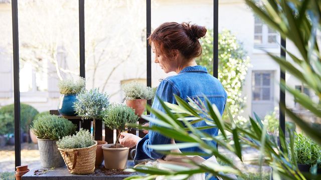 Quelles plantes pour un jardin d'hiver ?