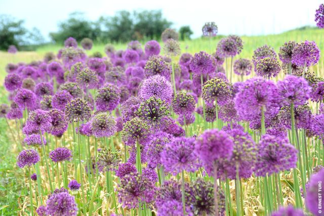 Les alliums : pour en profiter en avril, il faut les planter dès l'automne.