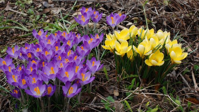 Les bulbes, la clé d'un jardin vivant et fleuri toute l'année
-
En photo : les bulbes suivent un cycle naturel annuel, un vrai bonheur au jardin