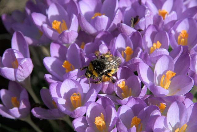 Les crocus est l'un des bulbes les plus faciles et ludiques, arborant un coloris violet et jaune qui à lui seul est un enchantement.