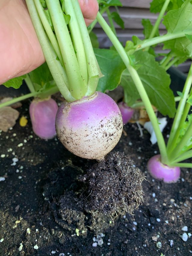 Posséder un jardin n'est pas nécessaire pour cultiver un potager, beaucoup de fruits et légumes peuvent en effet se développer en jardinière si celles-ci sont correctement entretenues durant l'année. Les rotations entre les plantations permettant de varier les récoltes d'une saison à l'autre.