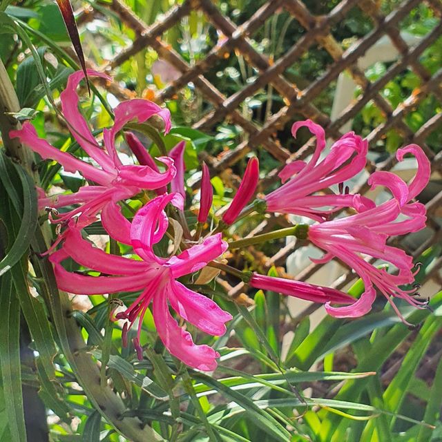 La nérine (en fleurs à la rentrée) aime que son bulbe reste en surface, pour la réussir il ne faut donc pas l'enfoncer dans la terre ; alors que d'autres de la même espèce par contre ont besoin d'être enfoncées plus profondément.