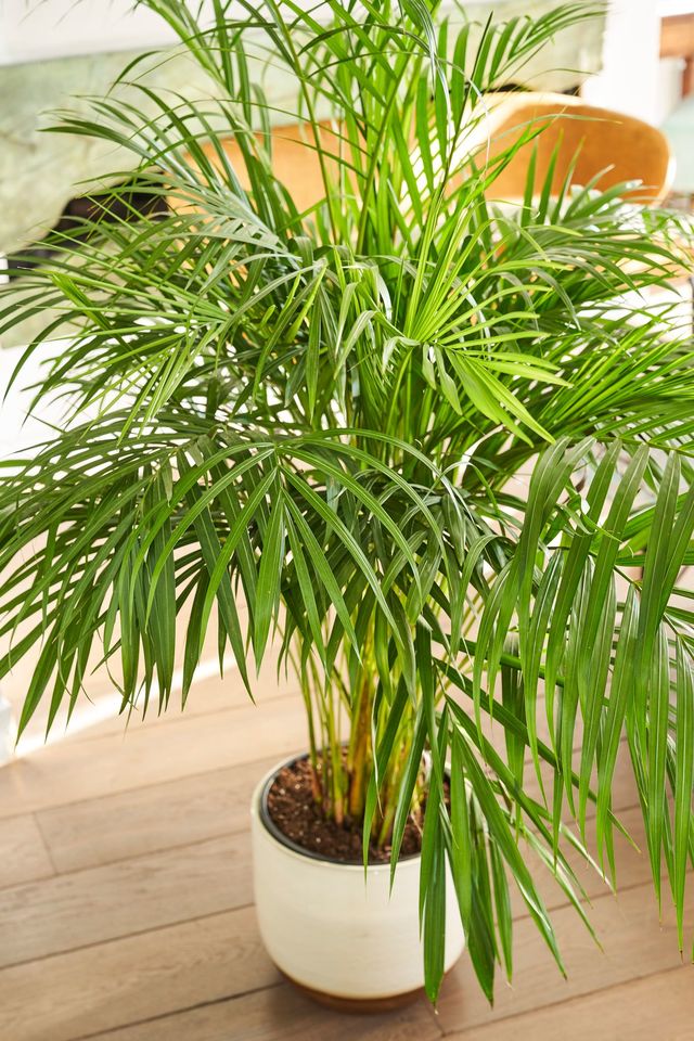 Choisir l'Areca pour faire entrer la jungle dans un jardin couvert.