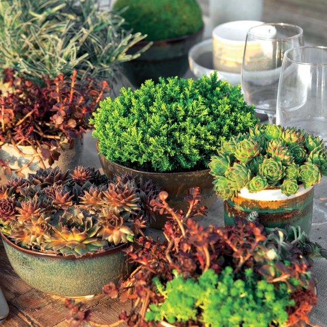 Il existe de nombreuses variétés de Sedum, le plus dur reste de choisir !