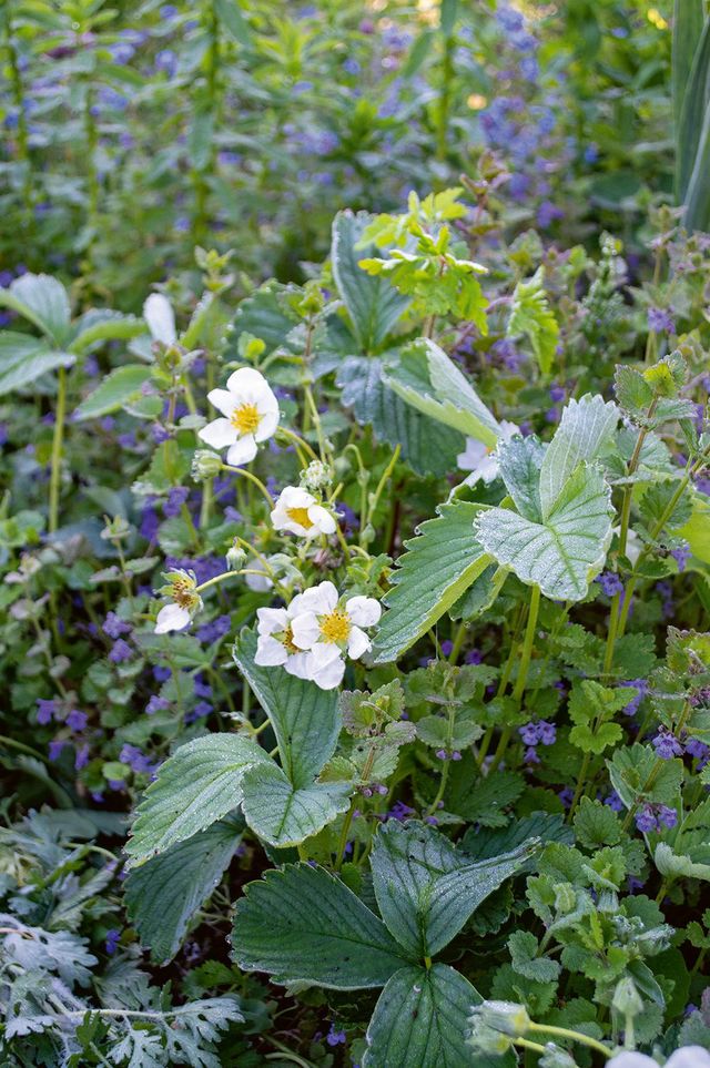 Contrairement à ce que l'on pourrait penser, le printemps n'est pas forcément la saison idéale pour planter des fraises, l'humidité étant plus importante en automne.