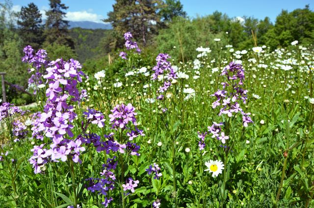 En laissant les herbes faire leur cheminement naturel, des espèces endémiques vont apparaître avec des fleurs sans entretien.