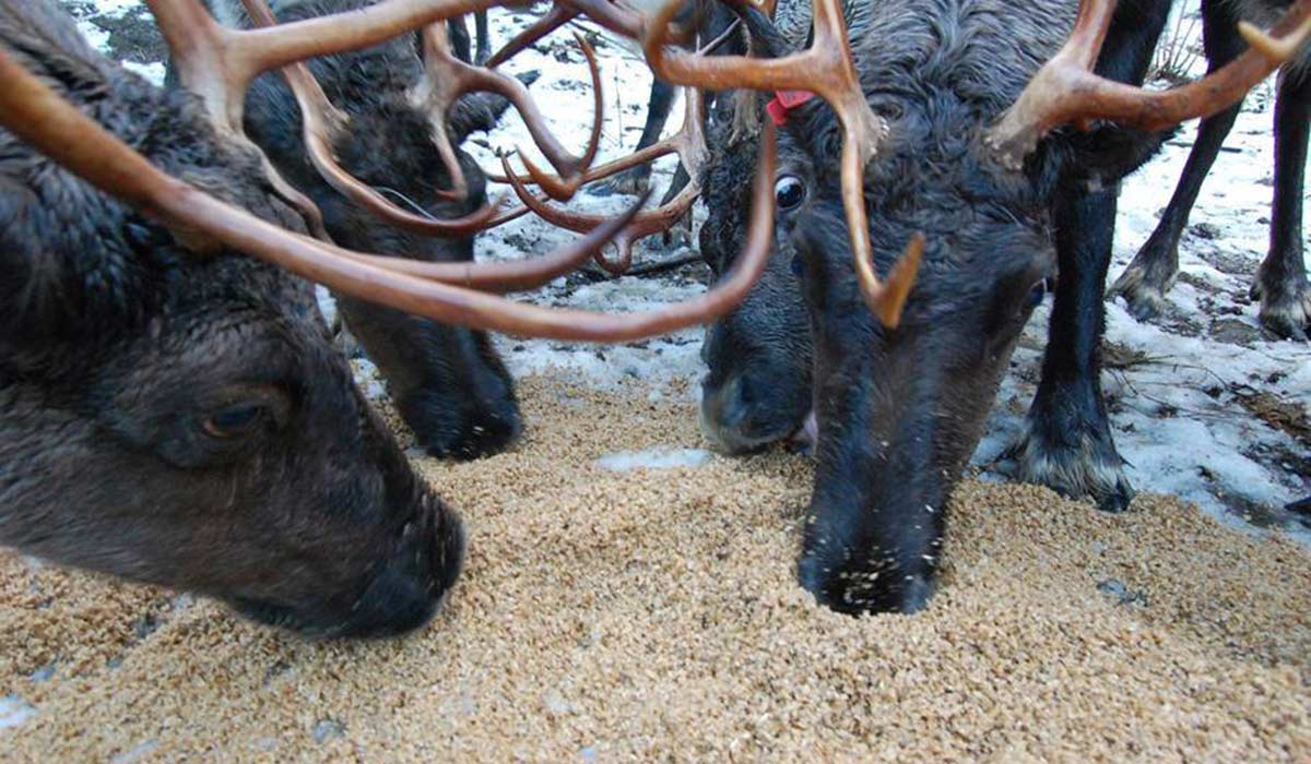 reindeer spent grains