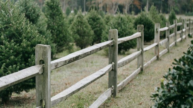 Recyclez votre sapin de Noël : options eco-friendly pour une seconde vie