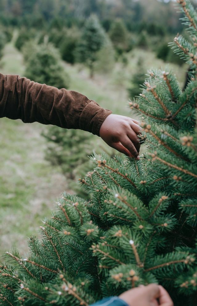 Conseils pour garder votre sapin de Noël frais et verdoyant plus longtemps