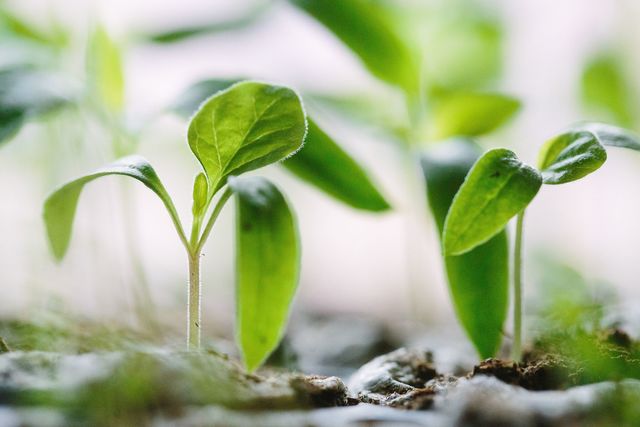 Une fois fait, le compost est utile pour les plantes ou un petit potager.