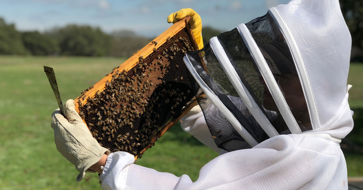 Busy Bees: Breweries Experiment with Beekeeping to Create Local Flavor